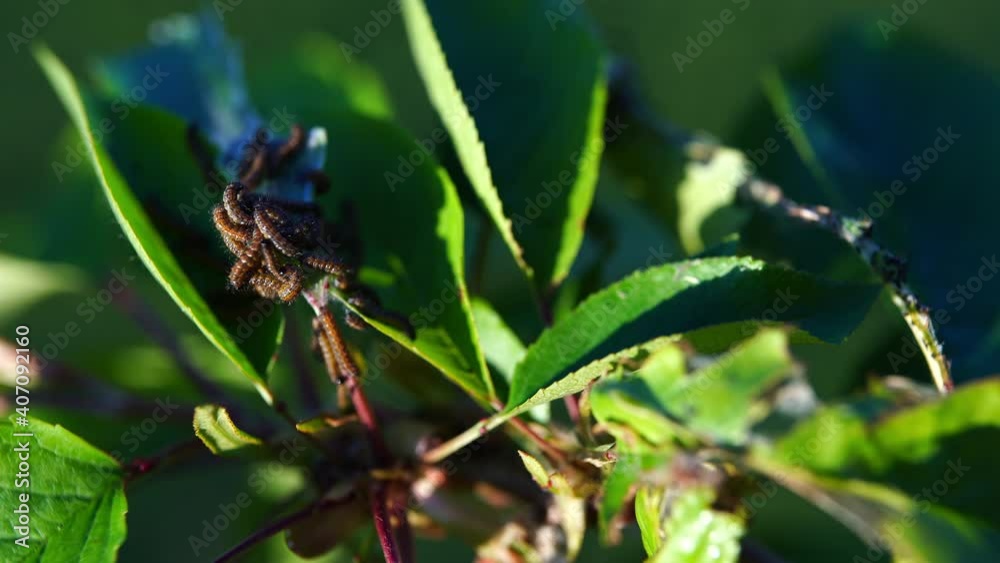 Crawling disgusting larvae attacking tree leaves and making cobweb for reproduction. Caterpillars and silkworms damaging flora, eating leaves and destroying spring harvest. Invasive parasites in Crawling disgusting larvae attacking tree leaves and making cobweb for reproduction. Caterpillars and silkworms damaging flora, eating leaves and destroying spring harvest. Invasive parasites in