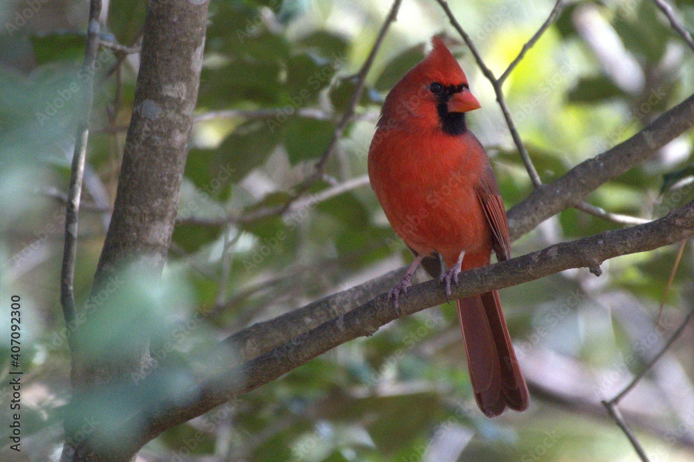 Cardinal red bird Cardinal red bird