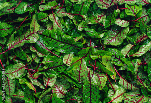 Fotografia chard leaves background
