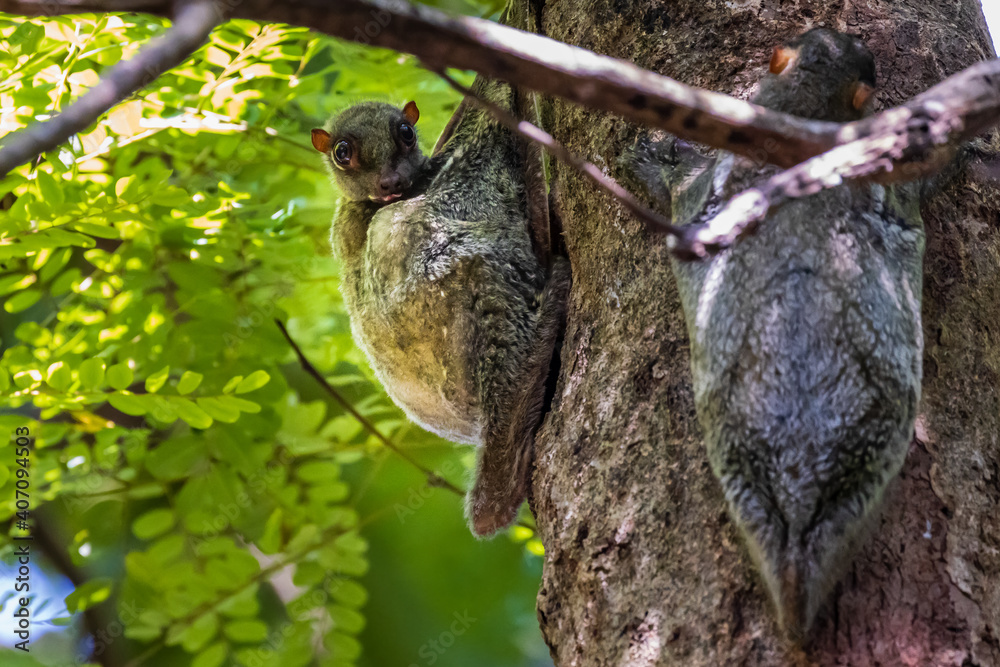 Fototapeta premium Flying Lemur (Galeopterus variegatus) attached to a tree in a tropical forest in South East Asia