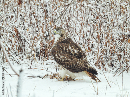 Red-Tailed Hawk on the Ground on a Winter Day: A red-tailed hawk sits on snow covered ground in search of prey on a cold winter morning after a snowfall © Jennifer Davis