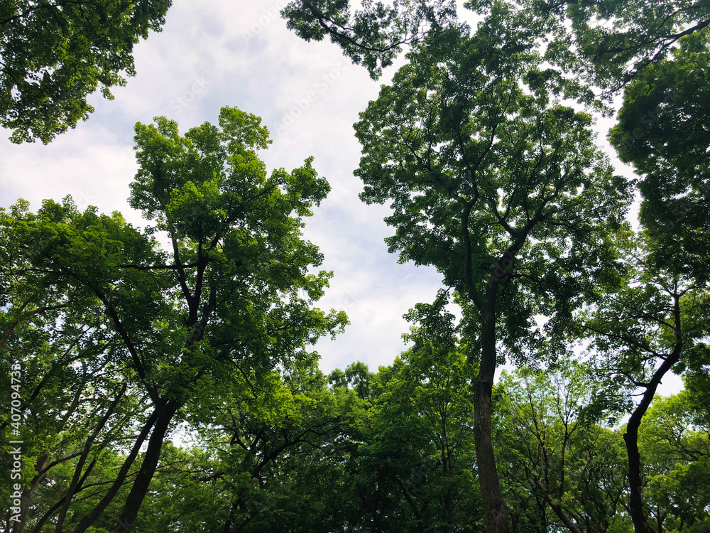 Trees in the Forest: Looking up through the tree canopy on a spectacular sunny summer day with trees showing full green leaves against blue sky