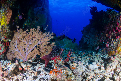 Seafans and corals on a blue water  tropical reef in the Andaman Sea
