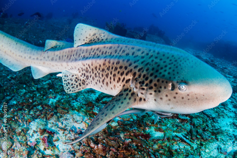 Fototapeta premium A curious Zebra Shark (stegostoma fasciatum) on a deep, underwater tropical reef
