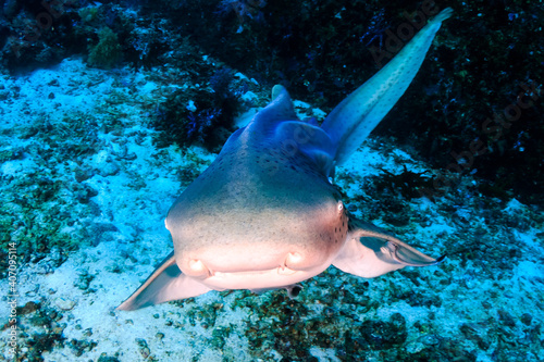 A curious Zebra Shark (stegostoma fasciatum) on a deep, underwater tropical reef photo