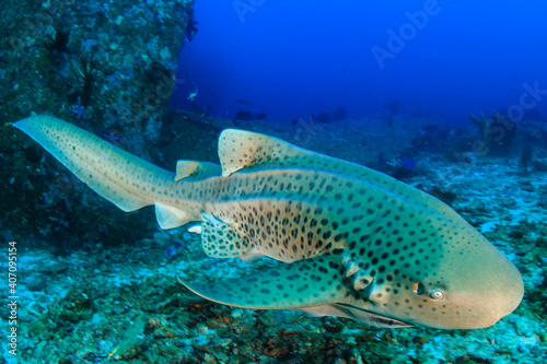 Beautifully spotted Zebra (Leopard) Shark on an underwater coral reef in Thailand's Similan Islands