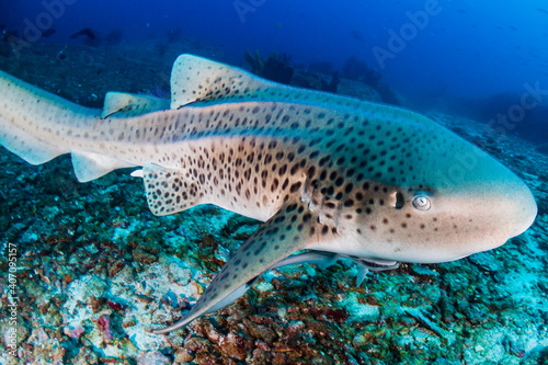 Fototapeta Naklejka Na Ścianę i Meble -  A curious Zebra Shark (stegostoma fasciatum) on a deep, underwater tropical reef