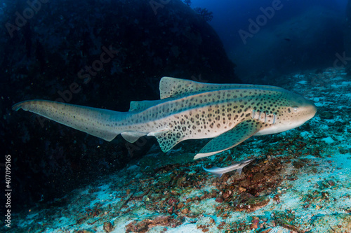 Beautifully spotted Zebra (Leopard) Shark on an underwater coral reef in Thailand's Similan Islands