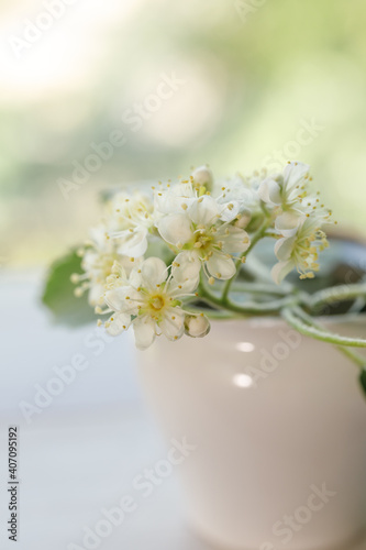 The white blossoms of the mountain ash close up. White flowers in a small white vase on a blurred green background for design on the theme of spring  spring wedding  decor.