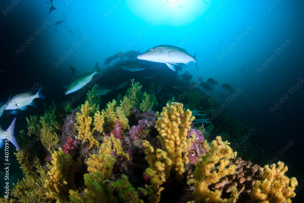 Long-nose emperor and Trevally hunting in groups on a dark but colorful tropical coral reef (Richelieu Rock, Thailand) Long-nose emperor and Trevally hunting in groups on a dark but colorful tropical coral reef (Richelieu Rock, Thailand)