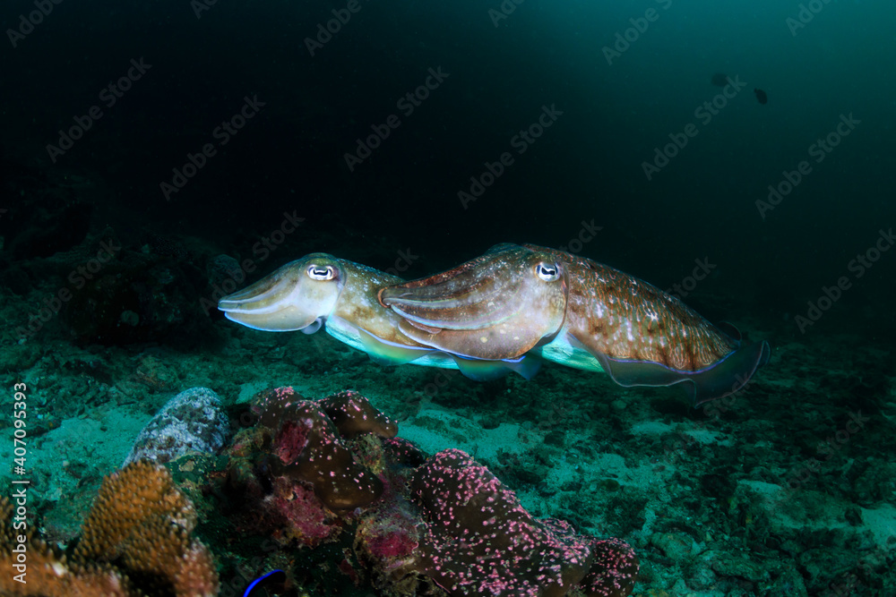 Fototapeta premium Pharaoh Cuttlefish (Sepia pharaonis) on a dark tropical coral reef in Thailand (Richelieu Rock)