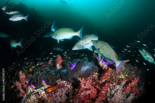 Long-nose emperor and Trevally hunting in groups on a dark but colorful tropical coral reef (Richelieu Rock, Thailand)