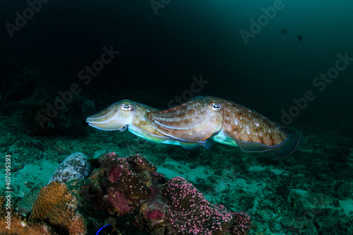 Pharaoh Cuttlefish (Sepia pharaonis) on a dark tropical coral reef in Thailand (Richelieu Rock) © whitcomberd
