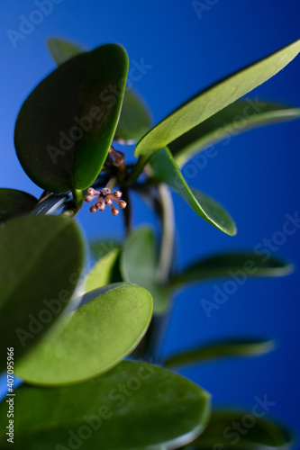Hoya Australis Getting Ready to Bloom