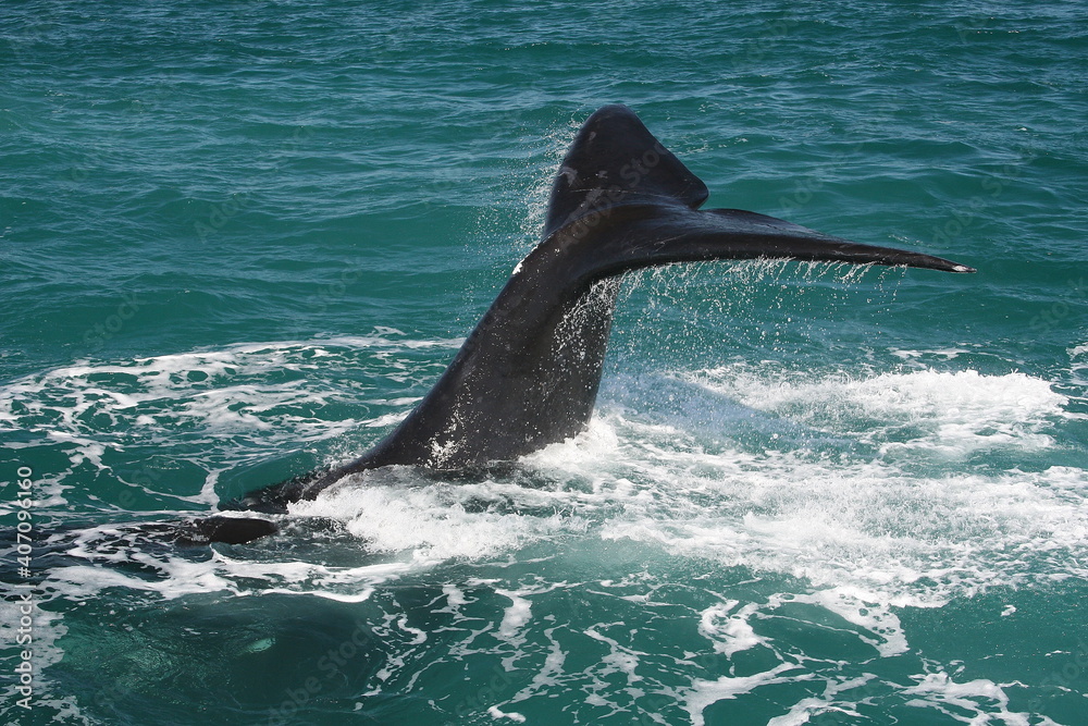 Fototapeta premium Whale Tail