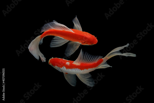 Butterfly koi fish photo
