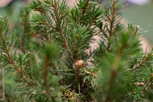 Pruned Spruce Tree Seeping Sap