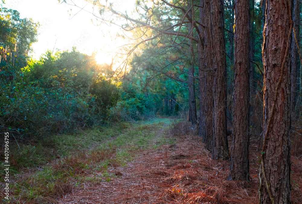 Fototapeta premium Old Overgrown Road In Woods With Treeline