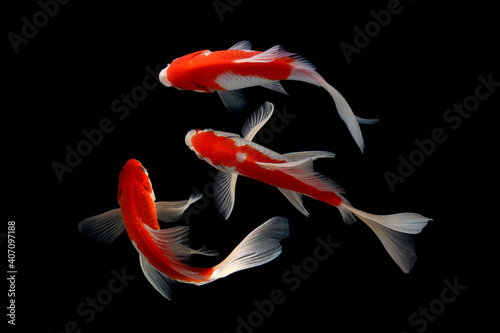 Photography Butterfly koi fish