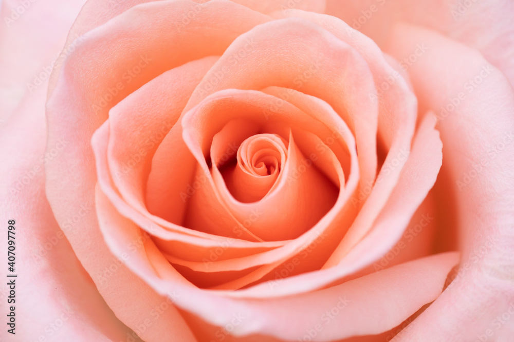 Pink rose flower close up for background and soft focus. Pink rose flower close up for background and soft focus.