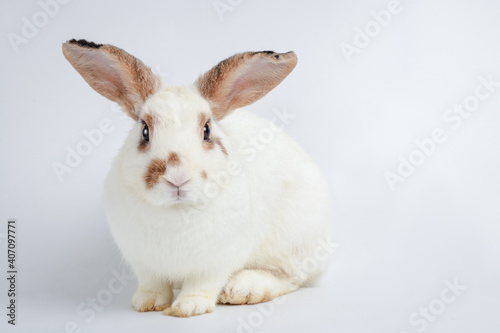 Cute little white rabbit with long ears Sit on a white floor. It is a vertebrate, a mammal. Easter concept. White background