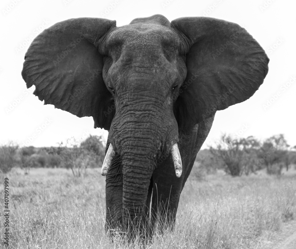 Naklejka premium Step Back