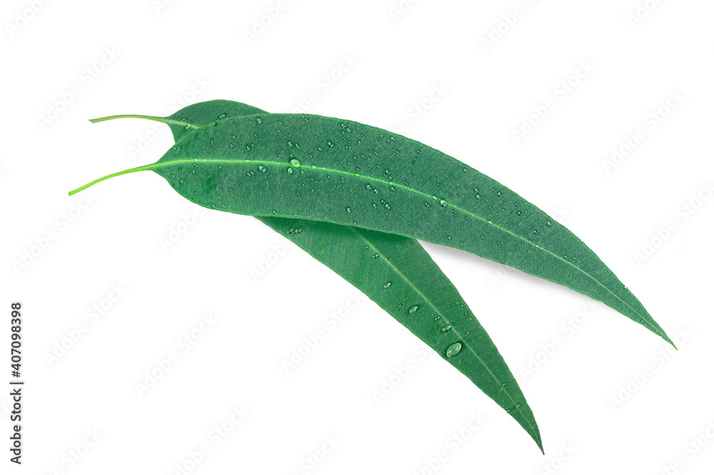 Eucalyptus leaves with water drop isolated on white background. Eucalyptus leaves with water drop isolated on white background.
