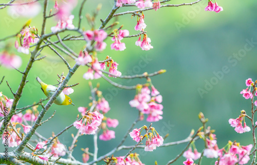 メジロと桜 © takusan