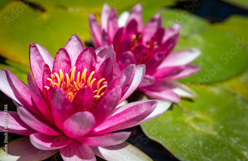Close-up image of deep pink water lilies with bright yellow stamens resting atop green lily pads.