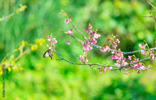 ベニモンアゲハと桜 photo
