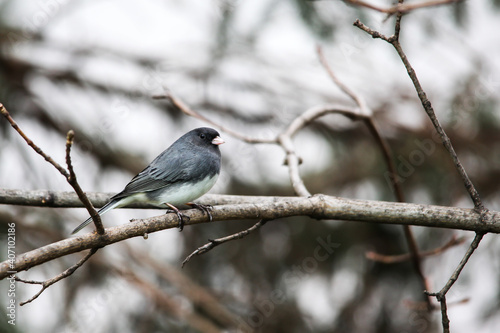 Dark-eyed Junco sitting on tree