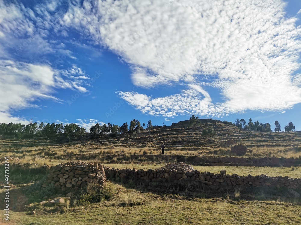 Fototapeta premium vineyard in region