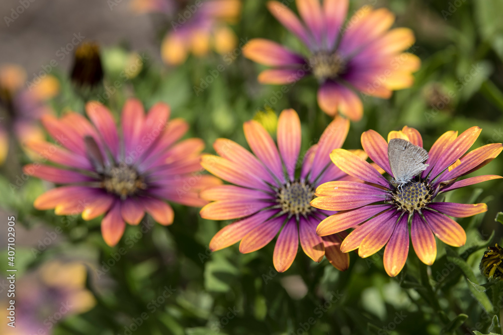 Small butterfly feeding on the nectar of a garden flower Small butterfly feeding on the nectar of a garden flower