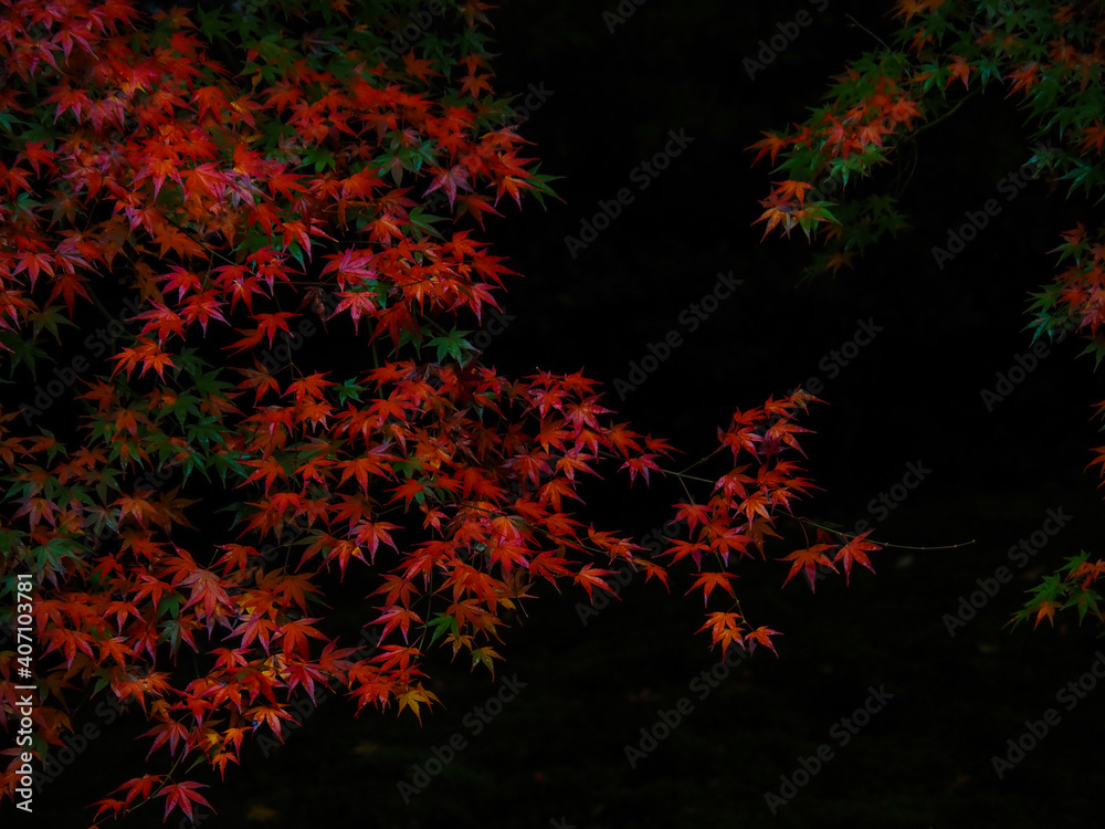 【京都】蓮華寺の紅葉 【京都】蓮華寺の紅葉