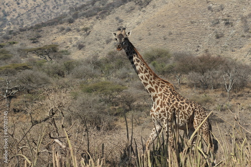 Tansania Wildlife