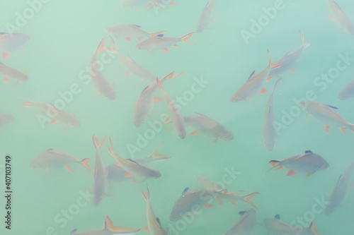 Fish (Tinfoil barb) are swimming in water Ratchaprapha Dam of Surat Thani province of Thailand.