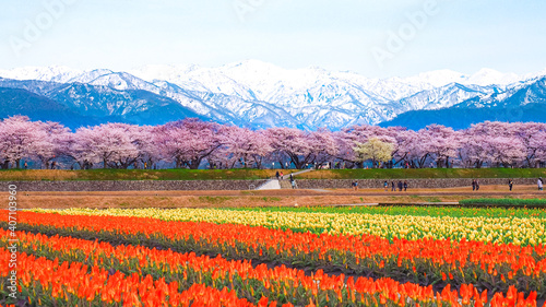 【富山】舟川べりの桜並木 春の四重奏