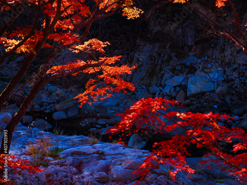 【福島】夏井川渓谷の真っ赤な紅葉