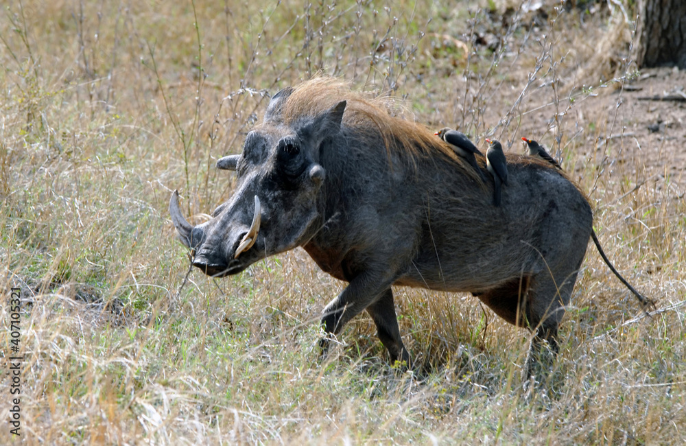 Afrique du Sud, les animaux du Parc National Kruger