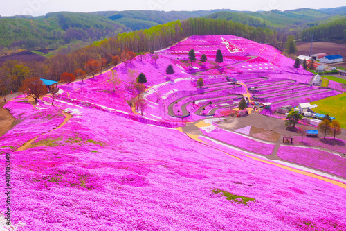 【北海道】大空町 東藻琴芝桜公園 満開の芝桜