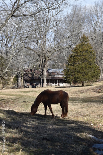 horse in a field in front of a log cabin