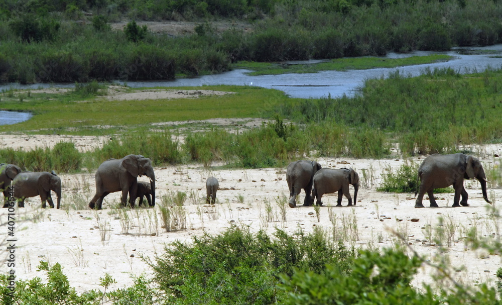 Famille d'éphants du Parc National Kruger, enfile indienne, rivière en arrière plan, Afrique du Sud Famille d'éphants du Parc National Kruger, enfile indienne, rivière en arrière plan, Afrique du Sud