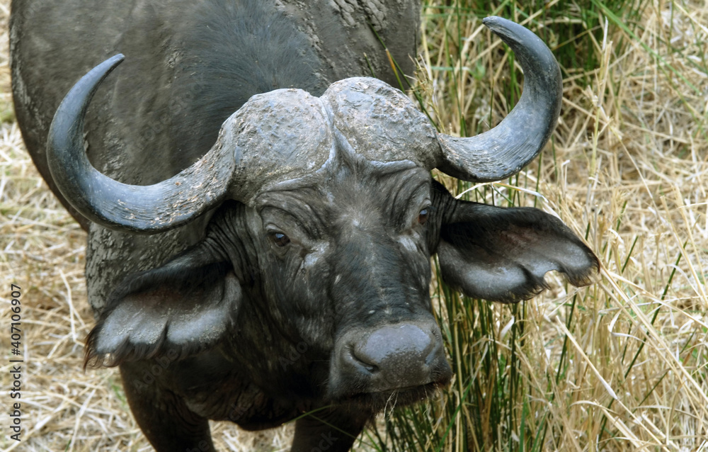 Buffle dans les hautes herbes du Parc National Kruger, gros plan sur sa tête et ses cornes, Afrique du Sud Buffle dans les hautes herbes du Parc National Kruger, gros plan sur sa tête et ses cornes, Afrique du Sud