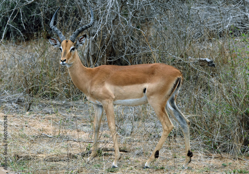 Impala (antilope) dans la brousse du Parc National Kruger, Afrique du Sud	