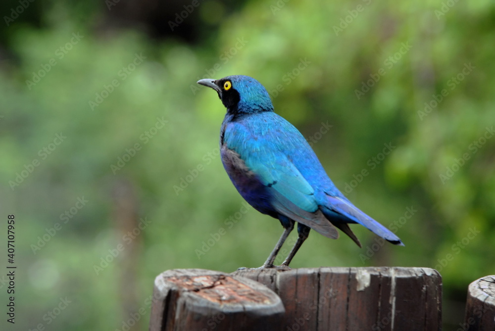 Choucador à oreillons bleus, Par National Kruger, Afrique du Sud