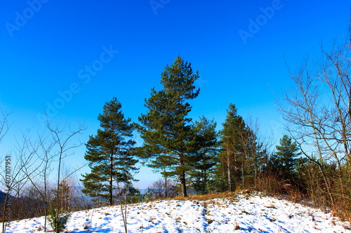 Three pines with other trees on the hill. In front of the pines snow melting in the winter sun. Clear blue sky. photo