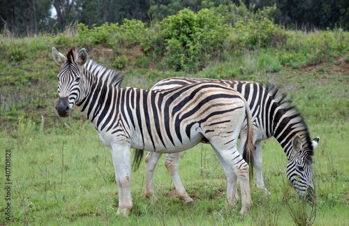 Z  bres dans le Parc National Kruger  Afrique du Sud.