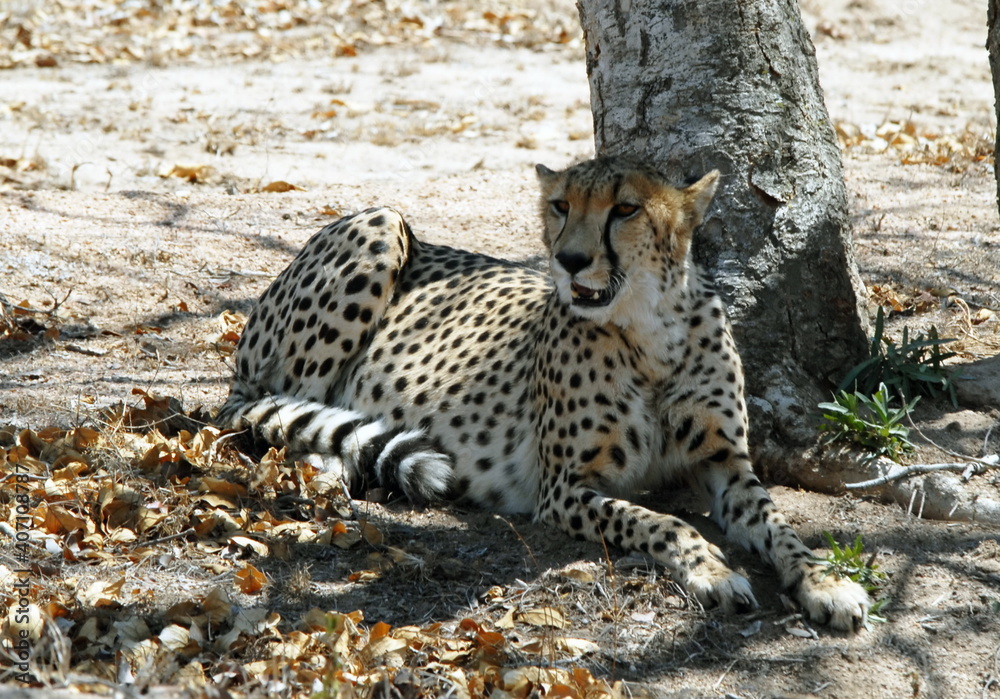 Obraz premium Guépard à l'ombre des arbres du Parc National Kruger, centre de protection des félins, Afrique du Sud 