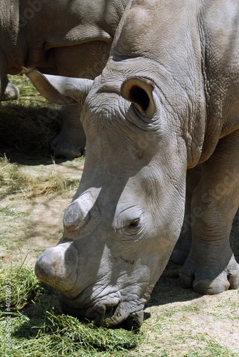 Rhinocéros du Parc National Kruger, centre de protection des espèces menacées,  Afrique du Sud
