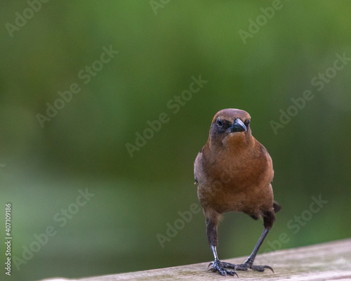 Grackle